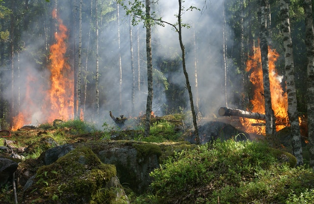 自然発火 それとも人のせい 大規模な山火事はなぜ起こるのか なるほどインフォナビ